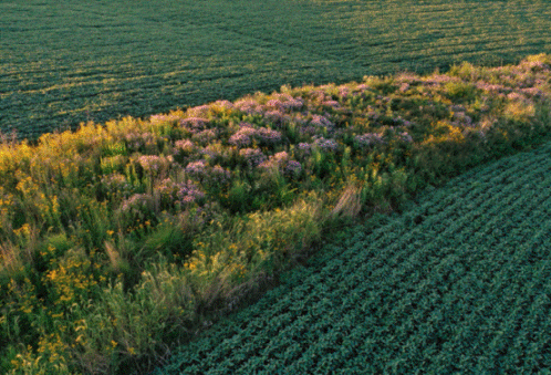 Prairie strip and soybeans