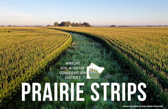 prairie-strip